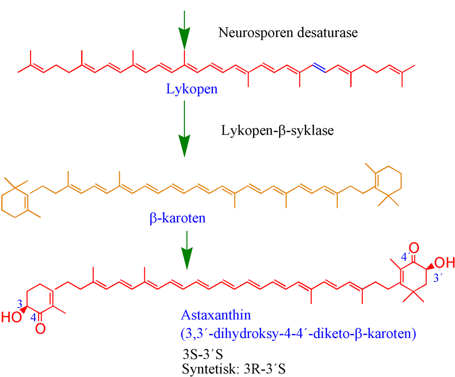 Biosyntese astaxanthin