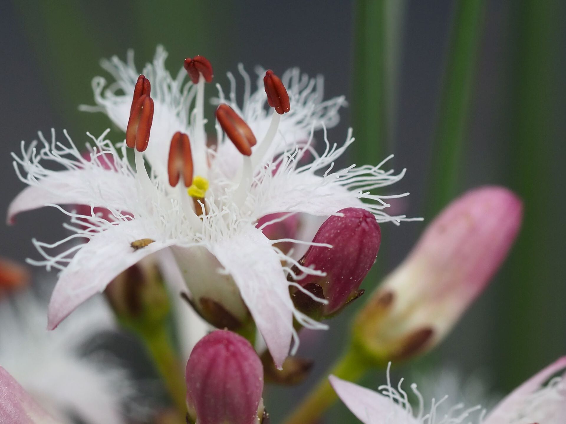 Blomst bukkeblad