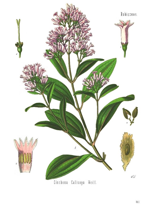 Cinchona officinalis (kinintre) fra Köhlers Medizinal-Pflanzen. Wikimedia Commens.