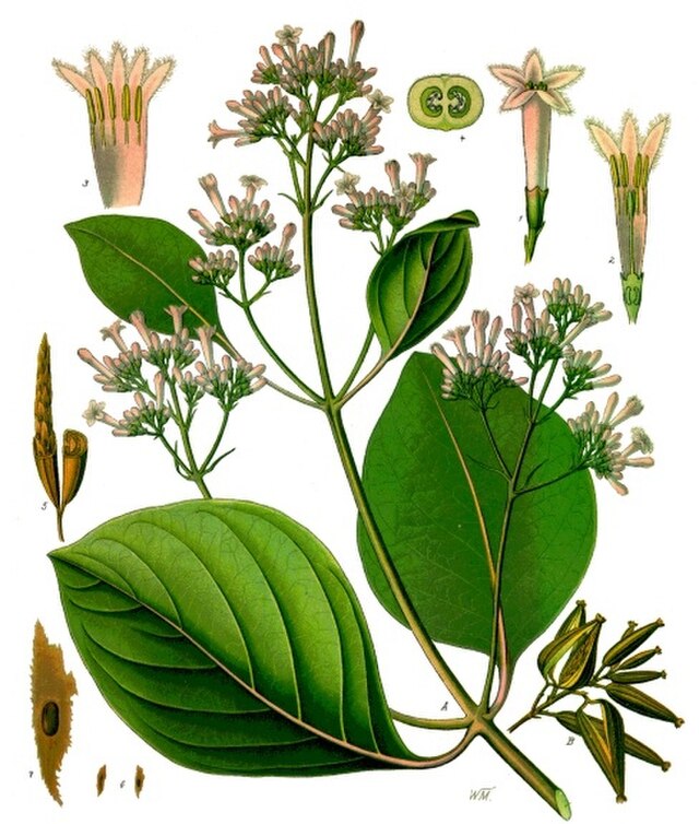 Cinchona pubescens (rød cinchona) fra Köhlers Medizinal-Pflanzen. Wikimedia Commens.