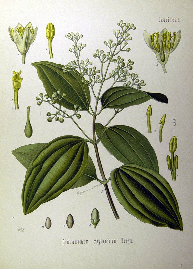 Cinnamomum zeylanicum (ekte kanel) fra Köhlers Medizinal-Pflanzen. Wikimedia Commens. 