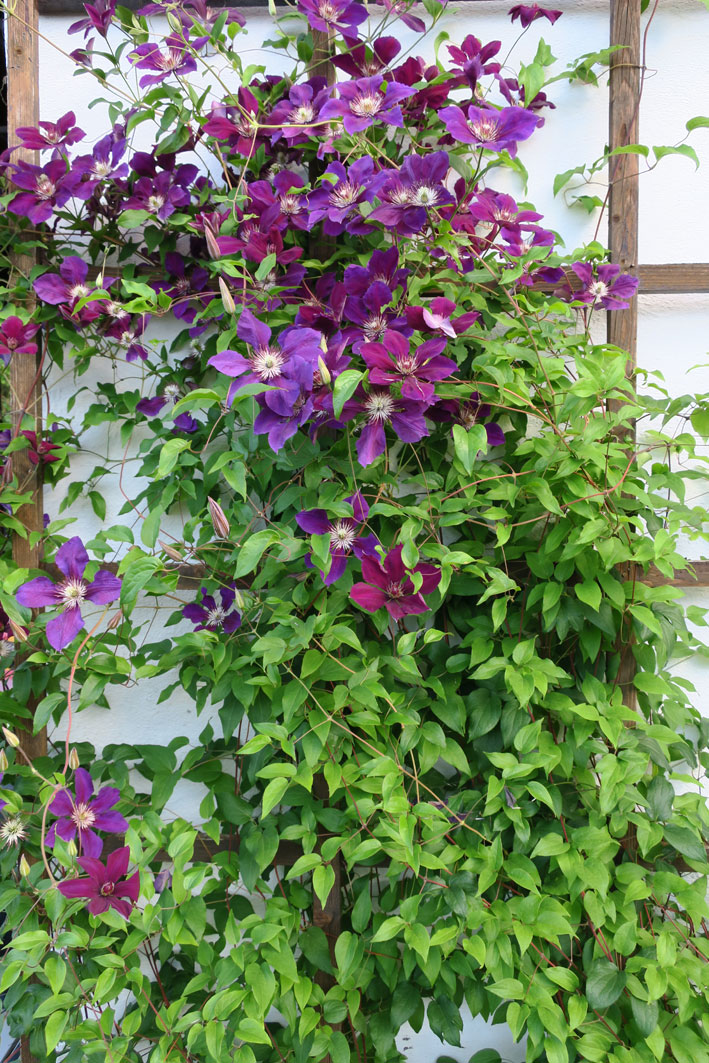 Clematis x jackmanii