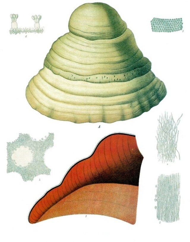 Fomes fomentarius (knuskkjuke) fra Köhlers Medizinal-Pflanzen.