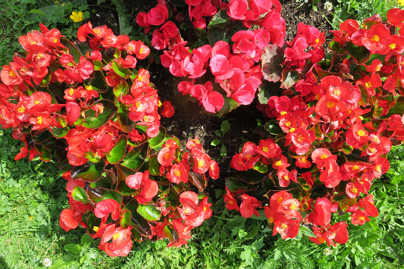 Gravminneblomster