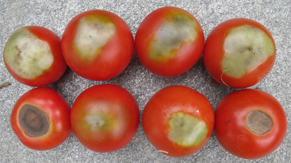 Griffelråte tomat