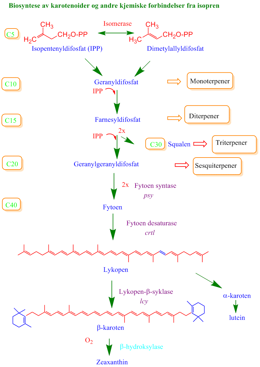 Biosyntese av karotenoider