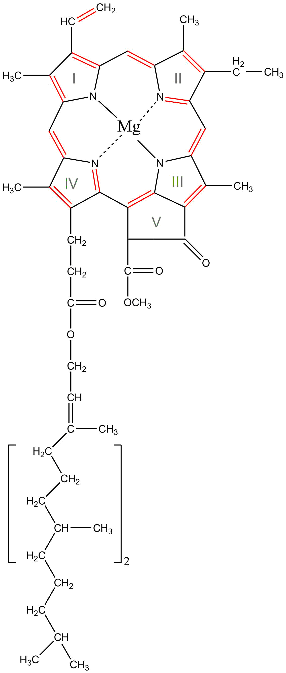 Klorofyll