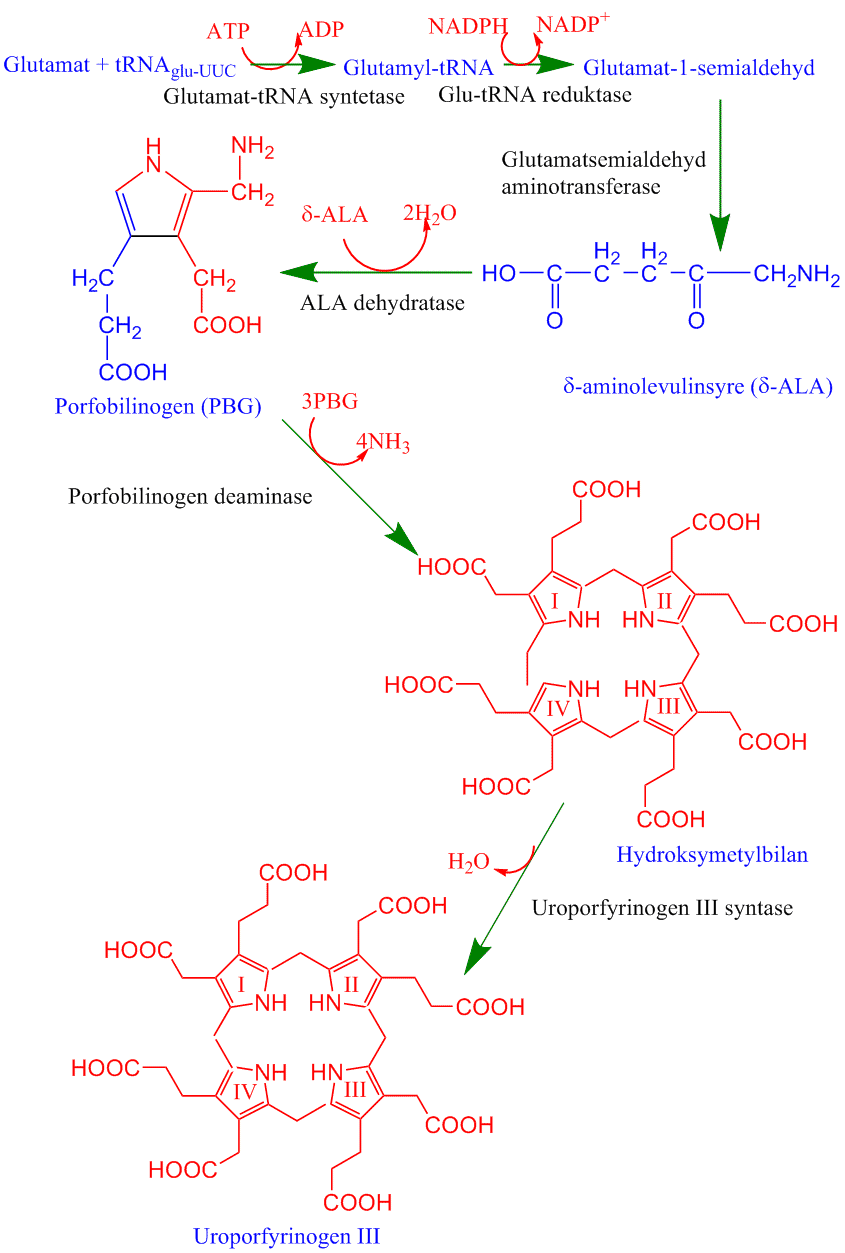 Klorofyllsyntese 1