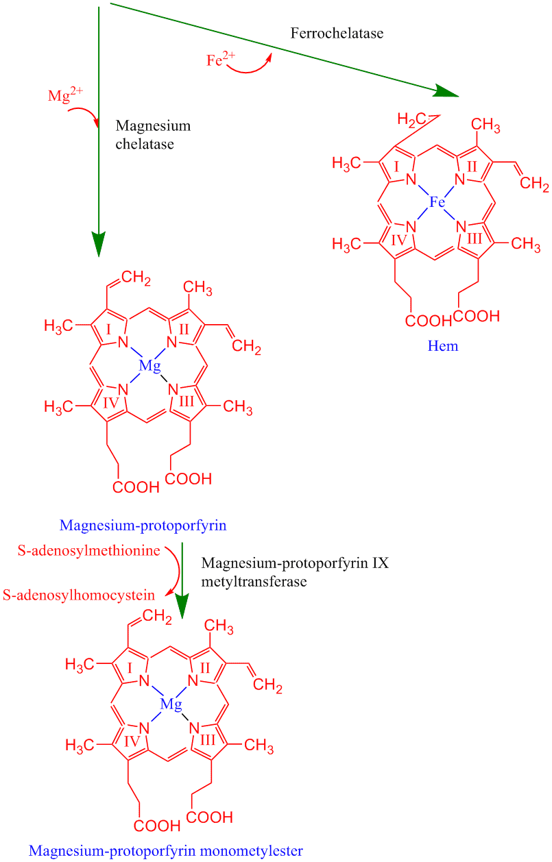 Klorofyllsyntese 3