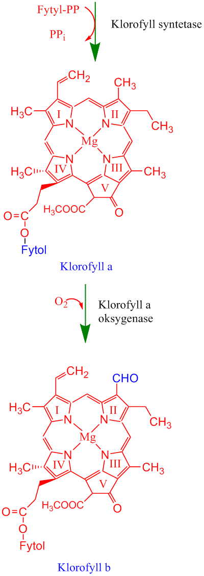 Klorofyllsyntese 5