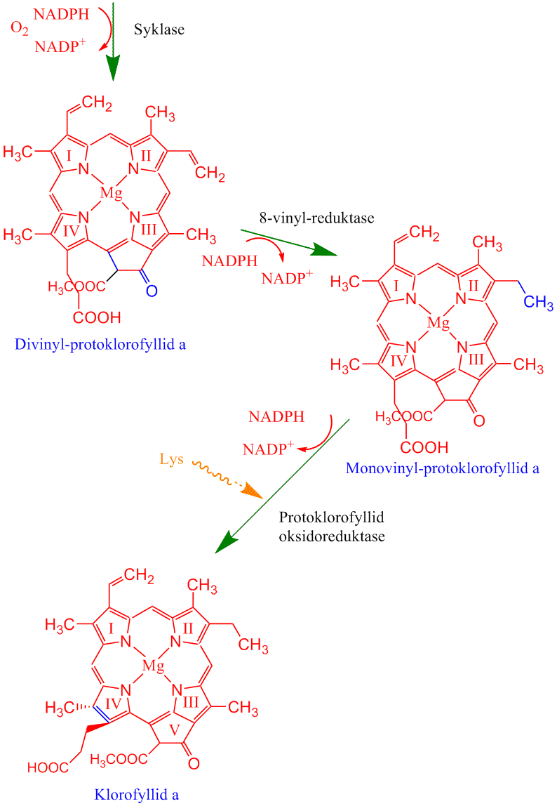 Klorofyllsyntese 4