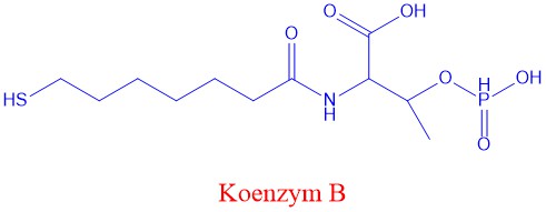 Koenzym B