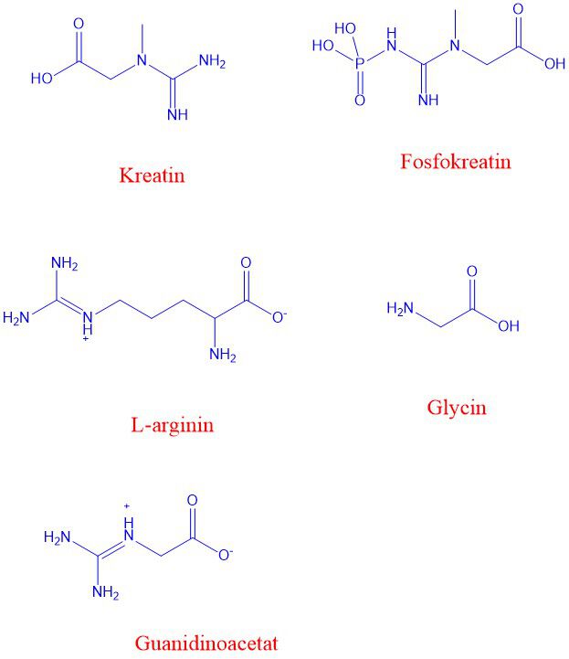 Jreatin og fosfokreatin