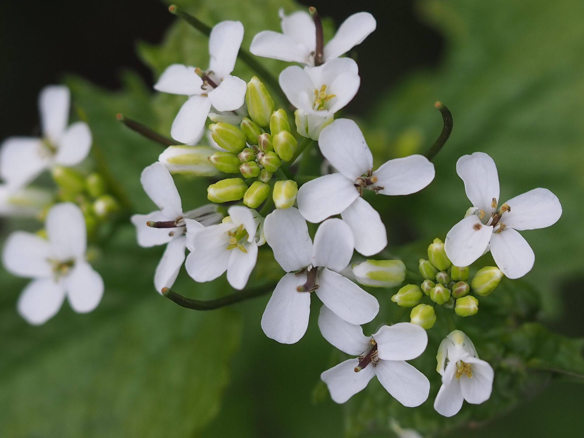 løkurt blomst