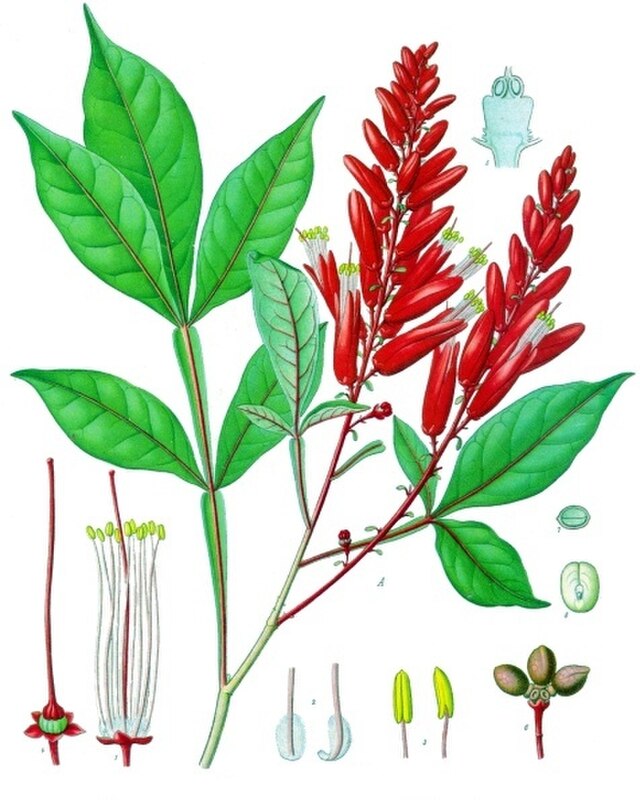 Quassia amara (kvassia) fra Köhlers Medizinal-Pflanzen. Wikimedia Commens. 