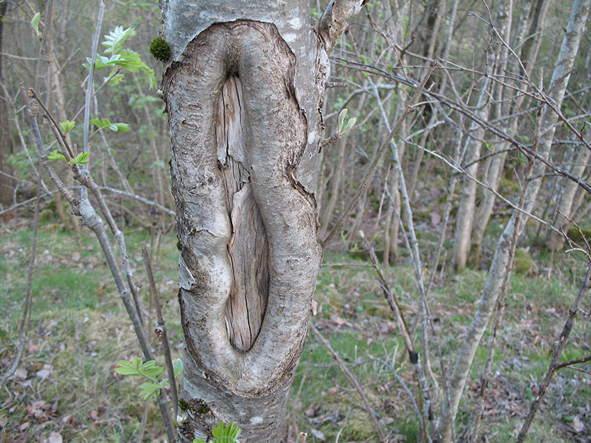 Såringsvev i periderm