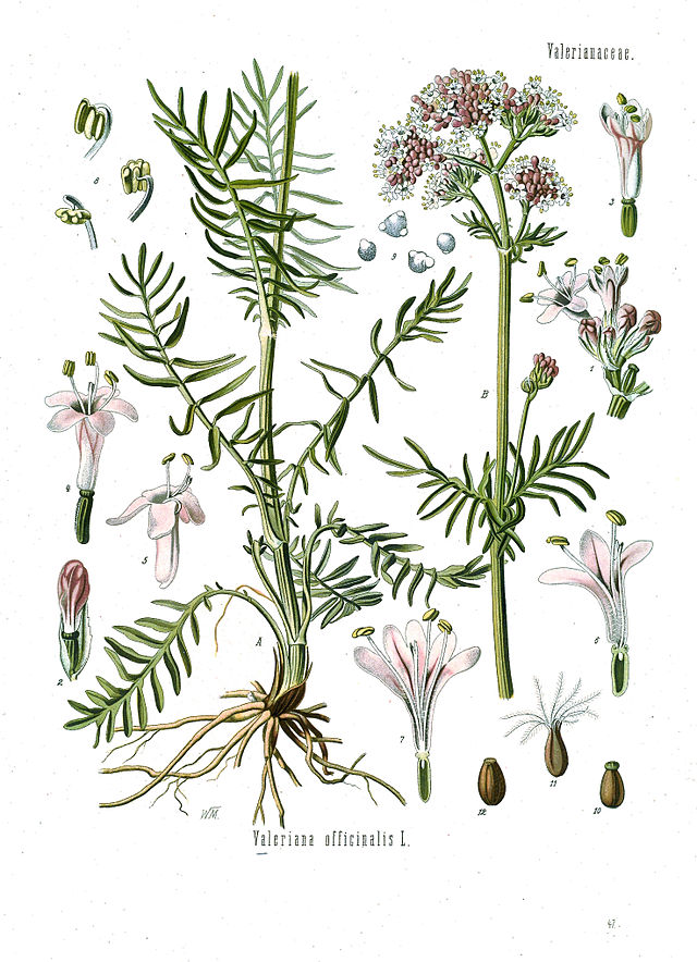 Valeriana officinalis fra Köhlers Medizinal-Pflanzen. Wikimedia Commens.