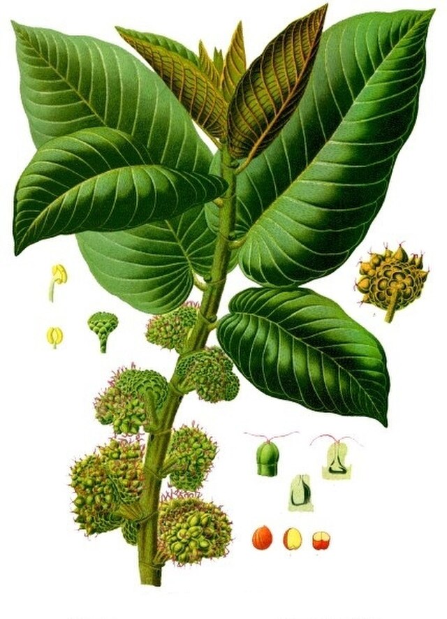 Castilla elastica fra Köhlers Medizinal-Pflanzen. Wikimedia Commens.