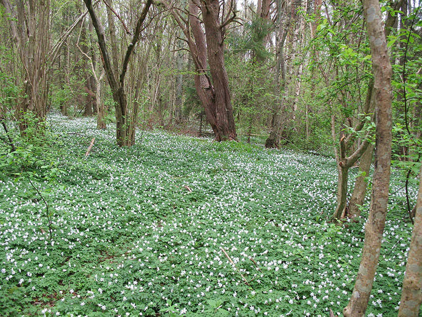 Skogbunn i løvskog dekket av hvitveis