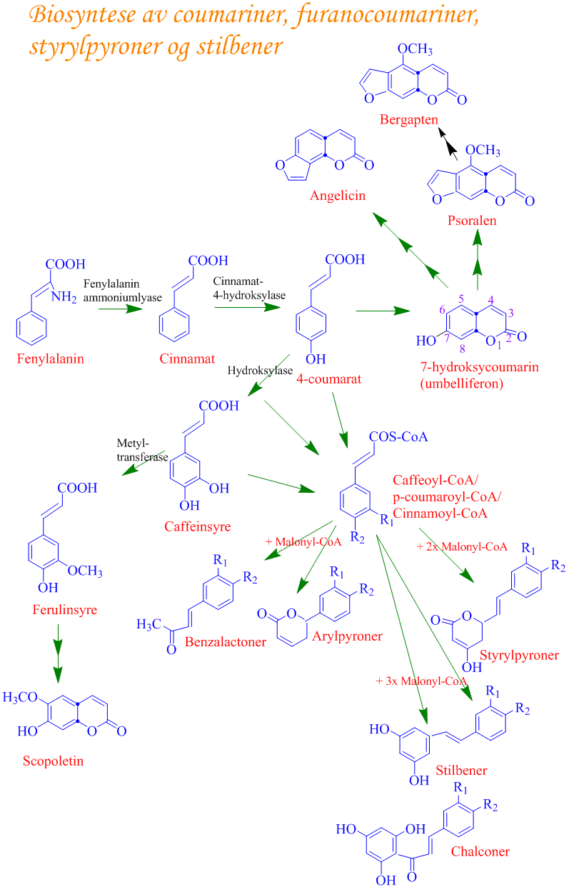Biosyntese av forkomponenter til lignin