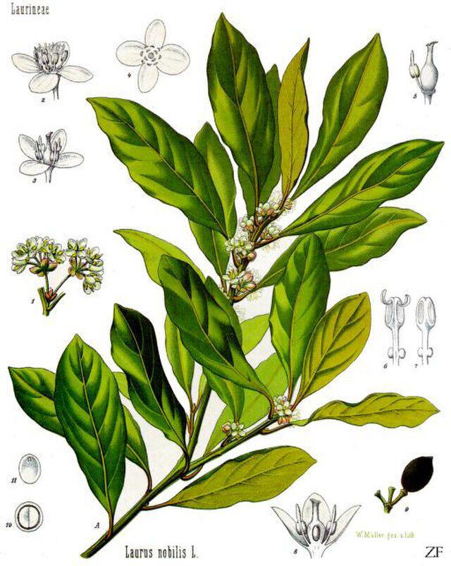 Laurus nobilis (laurbær)  fra Köhlers Medizinal-Pflanzen illustrasjon Walther Otto Müller (1883-1887) W.ikimedia Commons. 