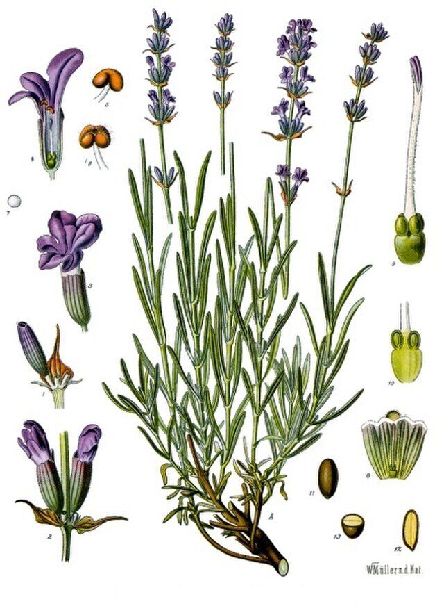 Lavandula angustifolia (lavendel) fra Köhlers Medizinal-Pflanzen. Wikimedia Commens