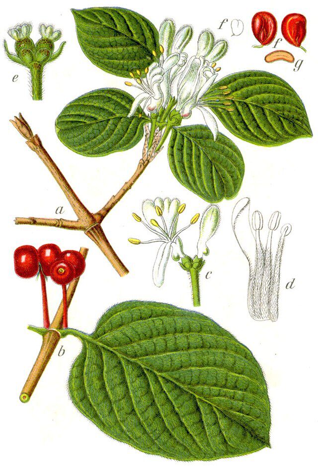 Leddved (Lonicera xylosteum) ) fra Johann Georg Sturm  (1742–1793) Deutschlands Flora in Abbildungen. Wikimedia Commons. 