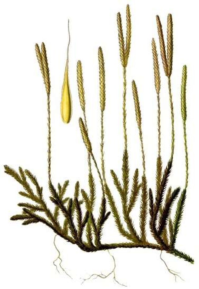 Lycopodium clavatum (kråkefot) fra Köhlers Medizinal-Pflanzen. Wikimedica Commens.