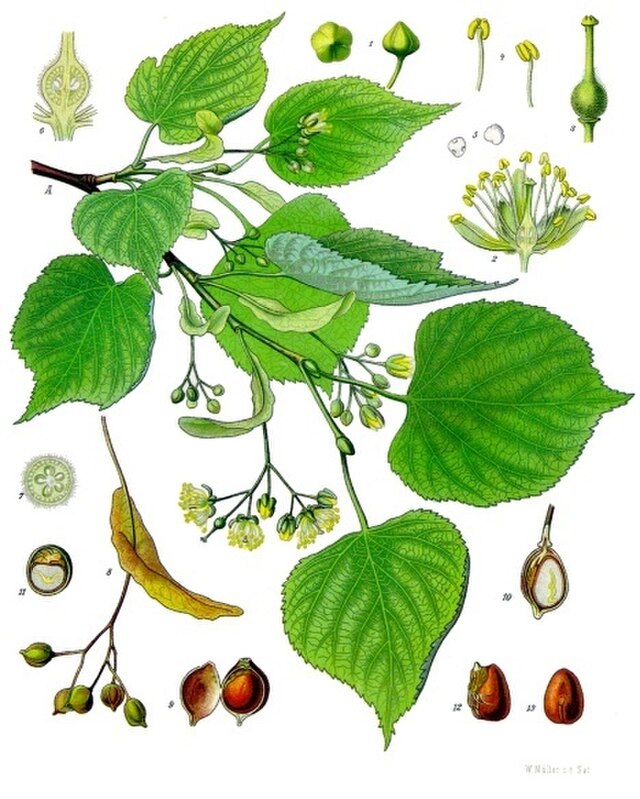 Tilia cordata fra Köhlers Medizinal-Pflanzen. Wikimedia Commens.