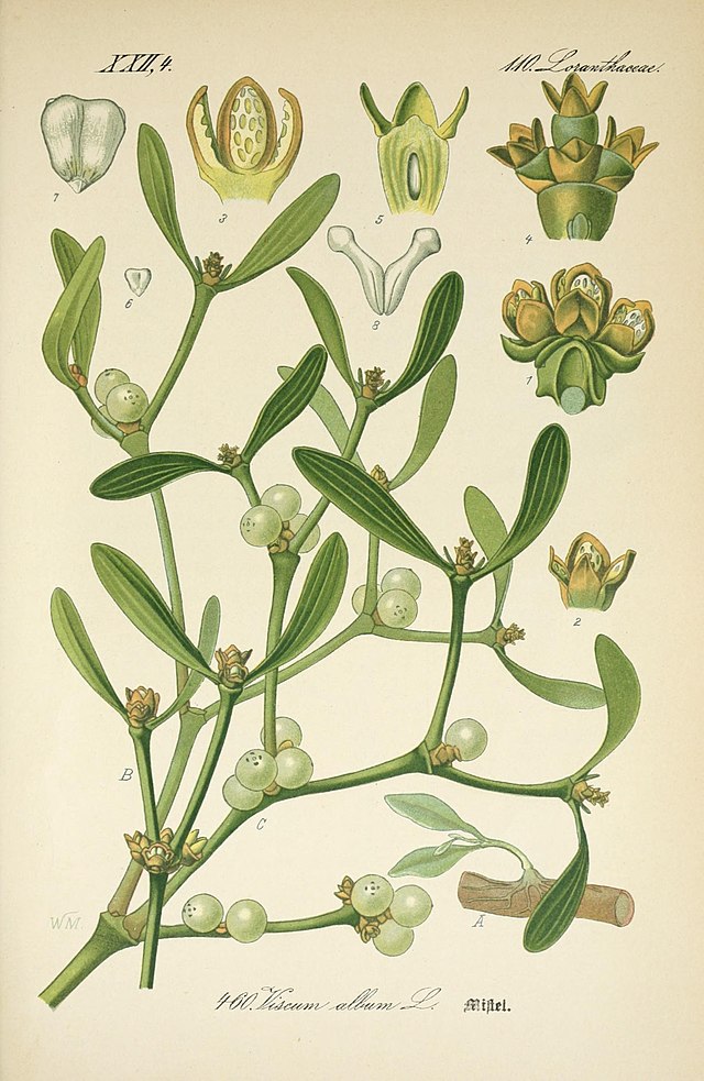 Viscum album (misteltein) av den tyske botanikeren og illustratøren Otto Wilhelm Thomé (1840–1925) fra Flora von Deutschland, Österreich und der Schweiz. Wikimedia Commens.