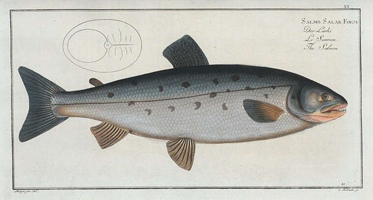 Atlanterhavslaks (Salmo salar) Marcus Elieser Blochs Oeconomische Naturgeschichte der Fische Deutschlands. Wikipedia Commons