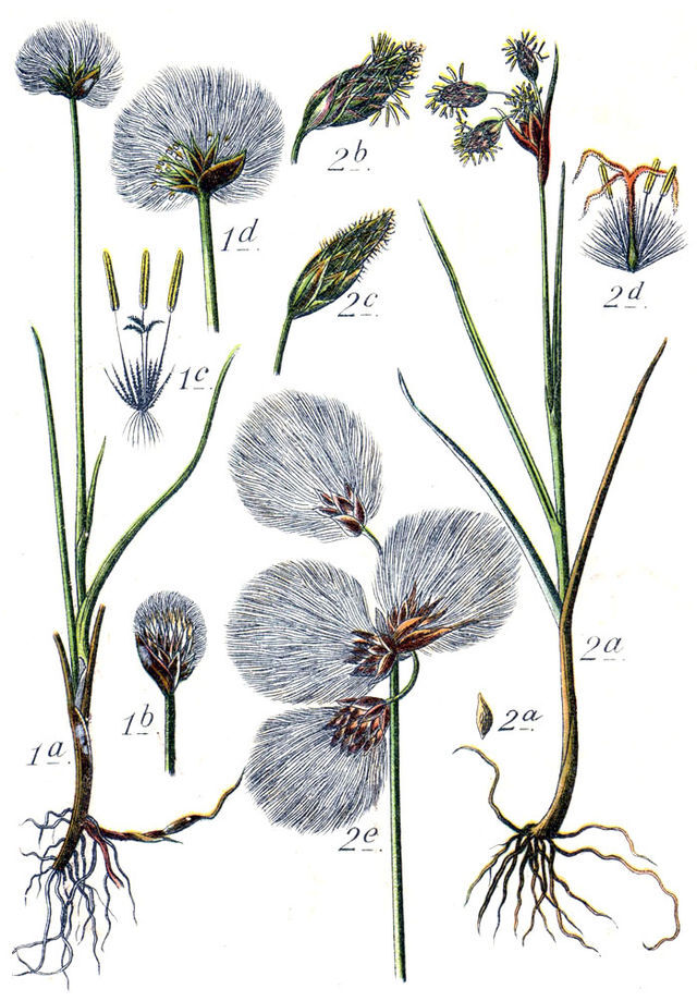 1. Eriophorum scheuchzeri Hoppe (snømyrull) og 2. Eriophorum angustifolium Honck. (duskull) fra Johann Georg Sturm (1742–1793) Deutschlands Flora in Abbildungen. Wikimedia Commons.