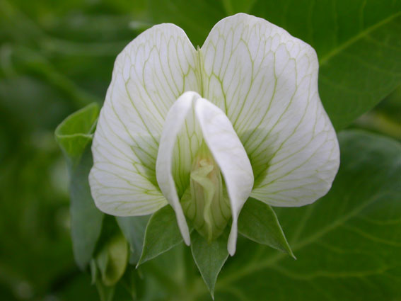 Erteblomst