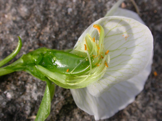 Erteblomst delt på langs