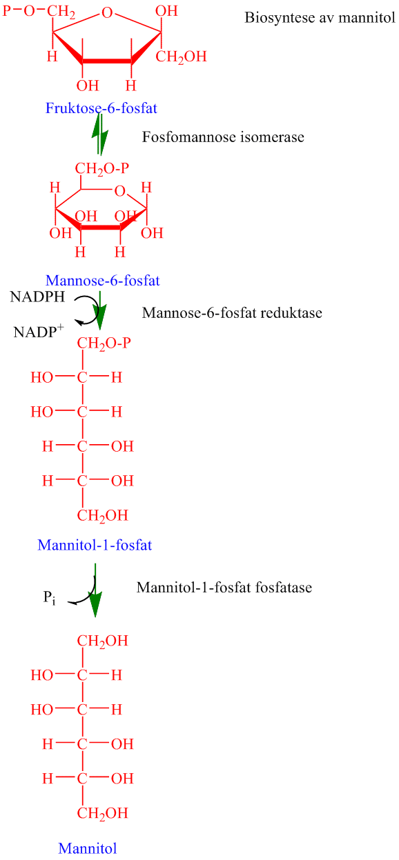 Biosyntese av mannitol