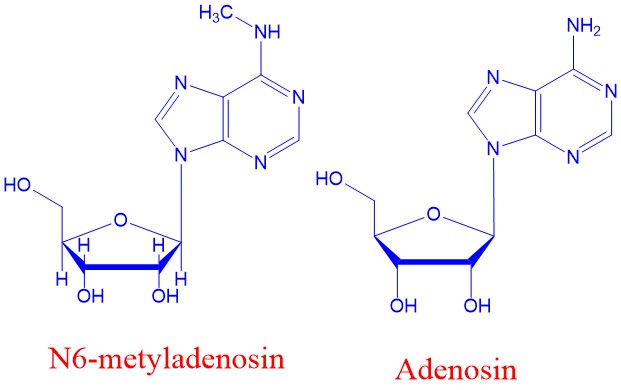 Metyladenosin