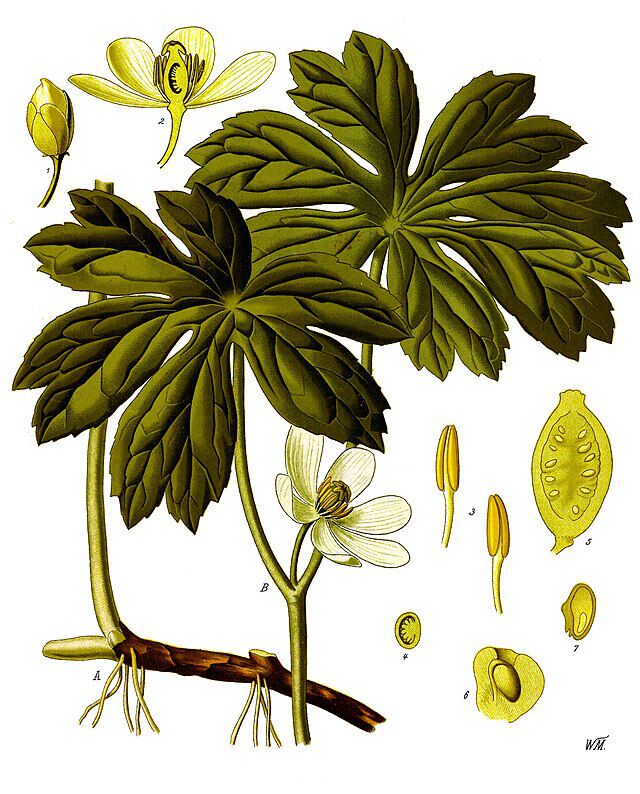 Podophyllum peltatum (maieple) fra Köhlers Medizinal-Pflanzen illustrasjon Walther Otto Müller (1883-1887) W.ikimedia Commons. 