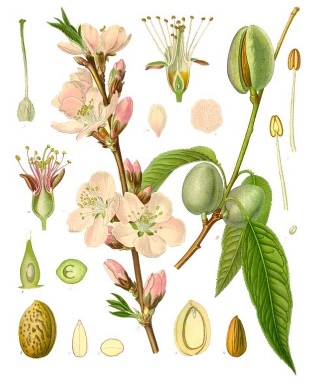 Prunus dulcis (mandeltre) fra Köhlers Medizinal-Pflanzen. Wikimedia Commens.