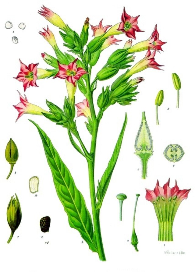 Nicotiana tabacum (tobakk) fra Köhlers Medizinal-Pflanzen. Wikimedia Commens