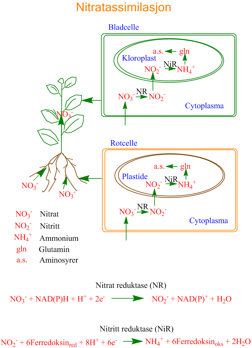 Nitratassimilasjon