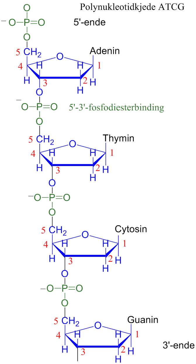 Polynukleotidkjede