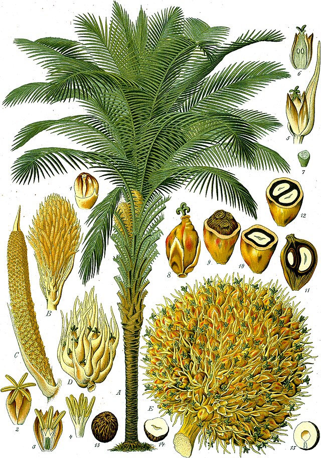 Elaeis guineensis (oljepalme) fra Köhlers Medizinal-Pflanzen. Wikimedia Commens.