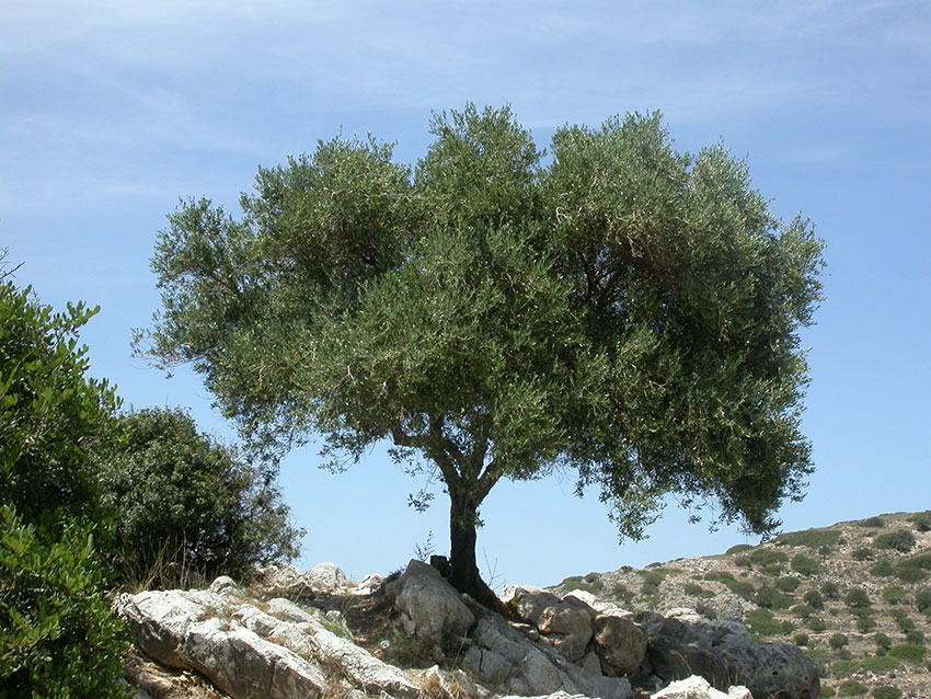 Oliventre