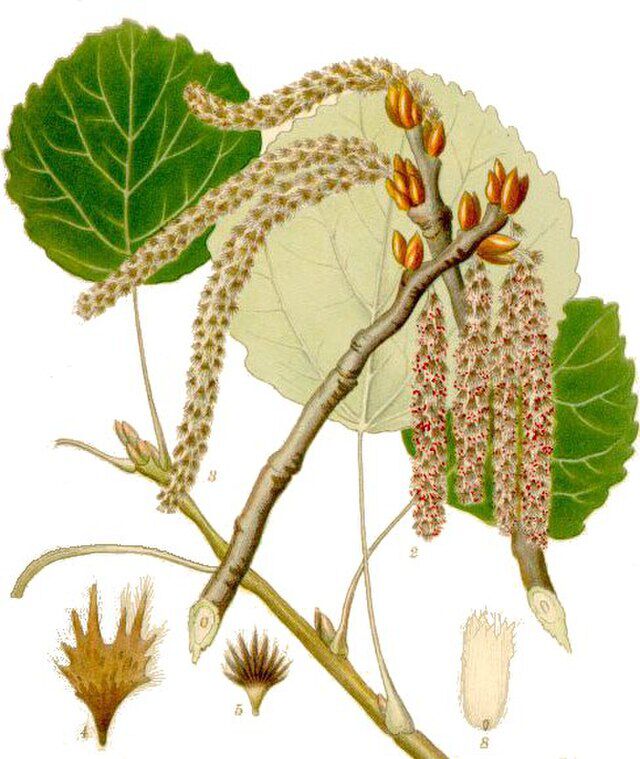 Osp (Populus tremula) fra Carl Axel Magnus Lindman (1856 1928) Bilder ur Nordens Flora. Wikimedia Commons