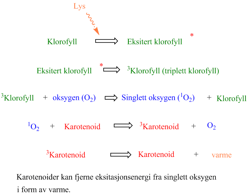 Triplett klorofyll og produksjon av singlett oksygen