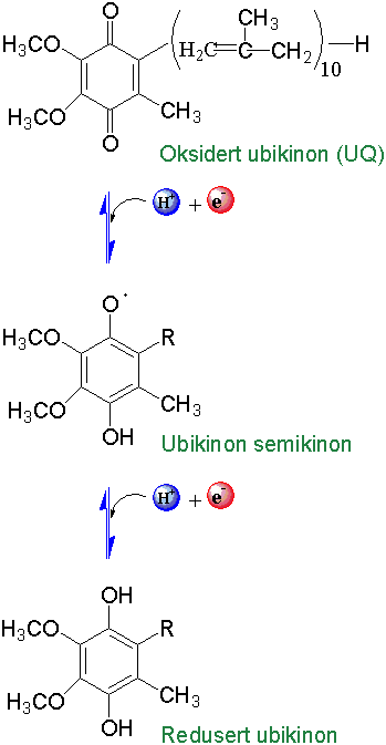 Ubikinon
