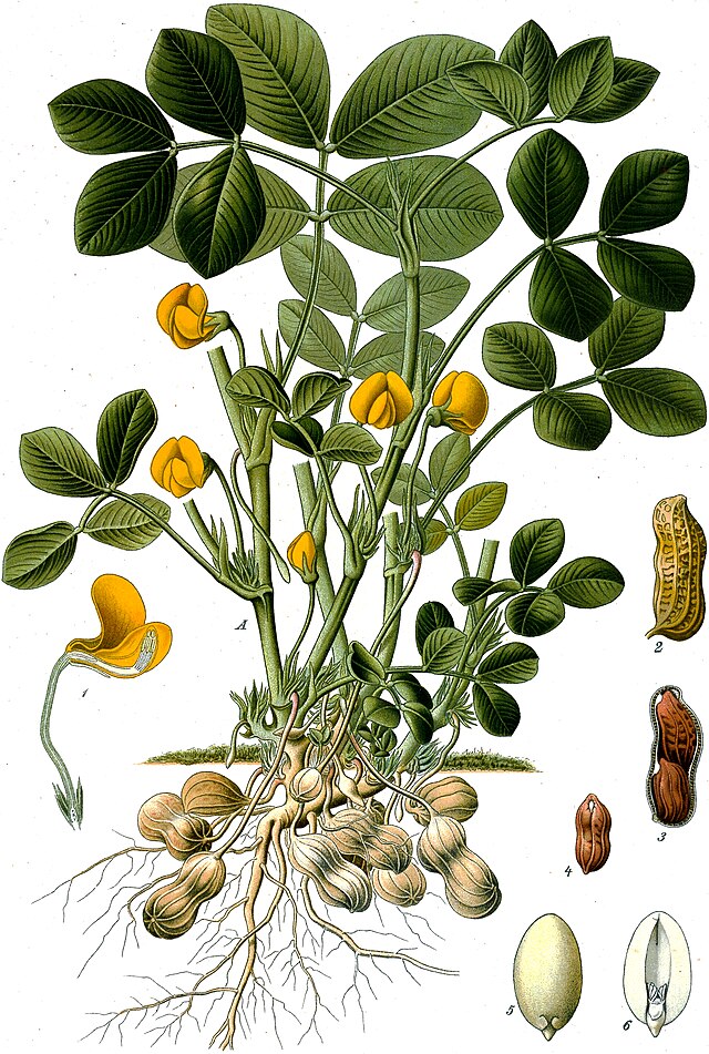 Arachis hypogaea fra Köhlers Medizinal-Pflanzen. Wikimedia Commens.