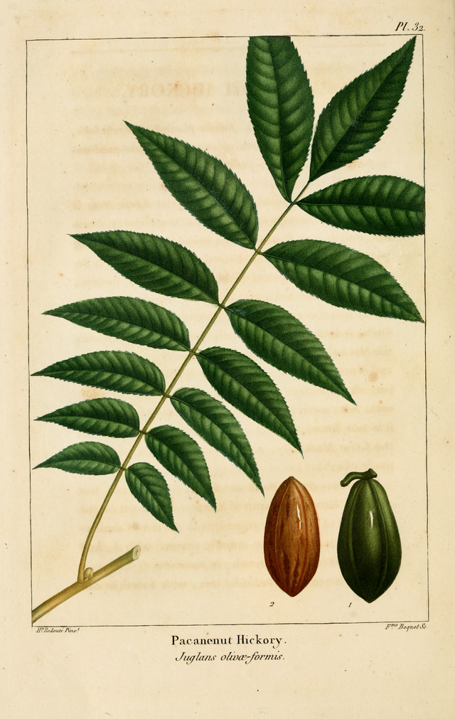 Carya illinoinensis (paken)  fra The North American sylva , tekst den fransk botaniker François André Michaux 1770 –1855) og illustrasjon Pierre-Joseph Redouté(1759-1840). Wikipedia Commons. 