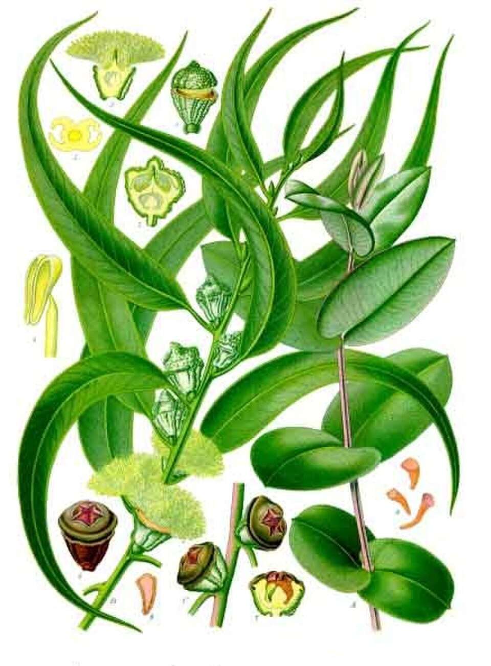Eucalyptus globulus fra Köhlers Medizinal-Pflanzen. Wikimedia Commons