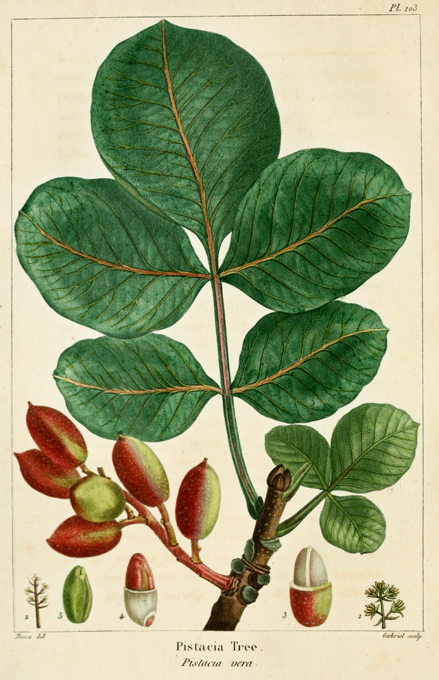 Pistacia vera fra The North American Sylva. Wikimedia Commons